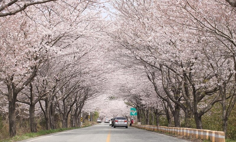 강진군, 금곡사 벚꽃축제 취소…벚꽃길은 개방