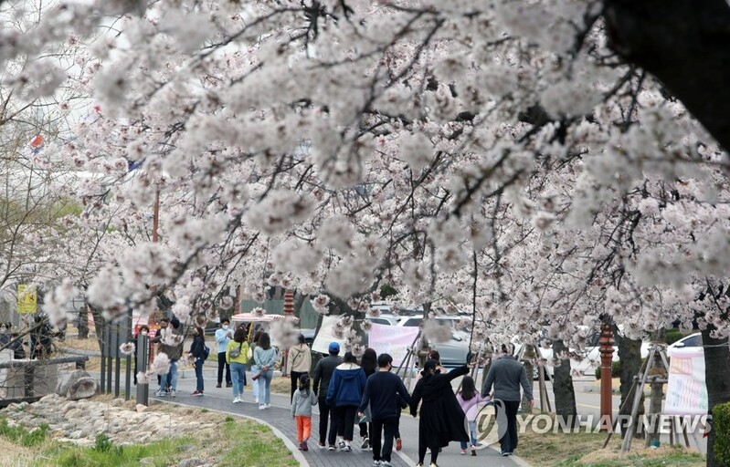 '지친 마음도, 경제도 회복되길'…봄축제 없지만 꽃길은 활짝