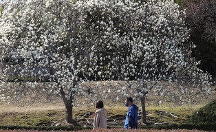 [K-Geography] magnolia in full bloom