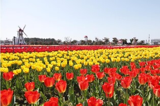 Sinan Tulip Festival to be cancelled for three consecutive years
