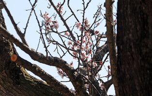 [K-Geography] 600 years old plum tree begins to bloom