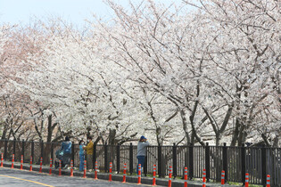 [K-Geography] Jeju cherry blossoms in full bloom