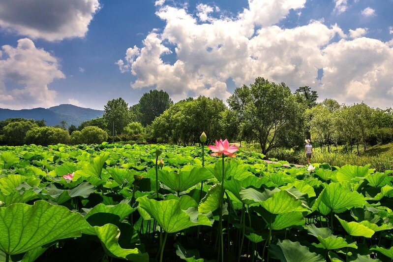 '꽃과 만나는 도보여행'…경기옛길 '아름다운 꽃길 12구간' 선정
