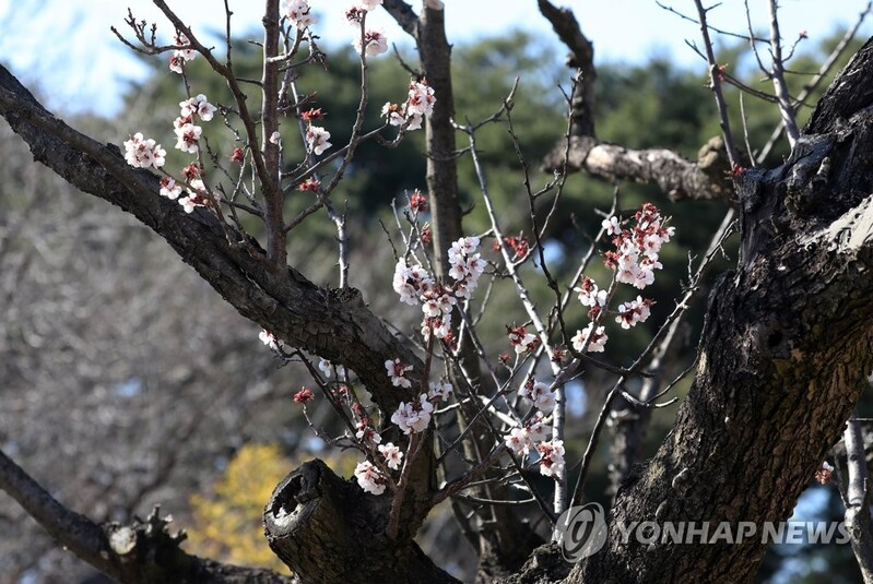 고사 위기 속 끈질긴 생명력…수령 600년 율곡매 꽃 '활짝'