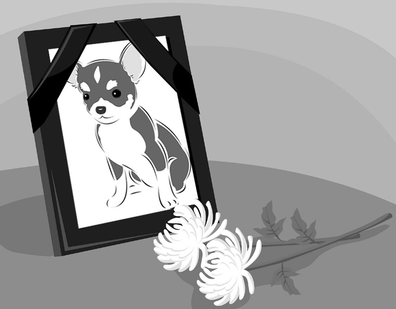 서울시가 저소득층 반려동물 장례 지원 나선 이유