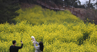 [K-Geography] Enjoying rape flowers