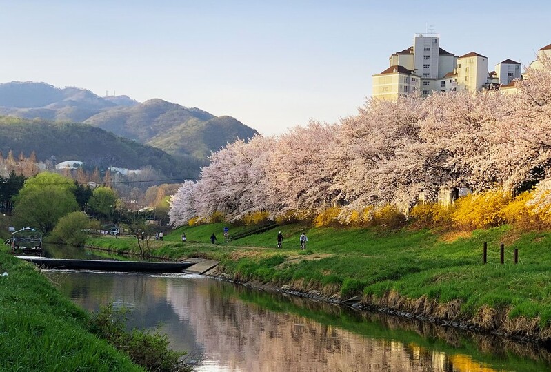 3년만에 열린 벚꽃길·버스킹…불안 속 '일상회복' 시동