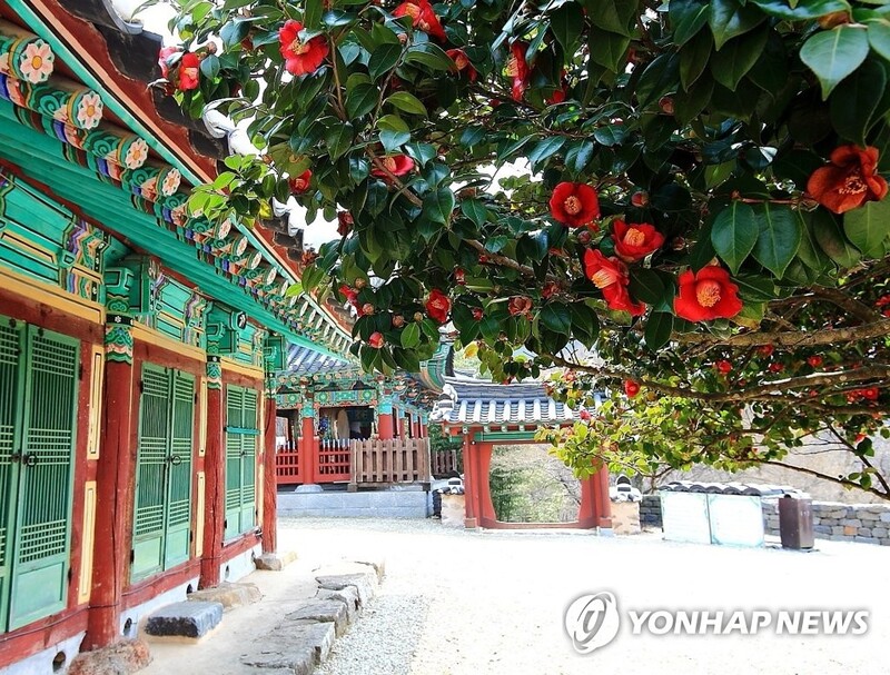 [픽! 고창] 붉은 꽃망울 터트린 선운사 동백꽃