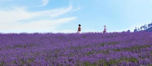 정읍 다섯가지 향기 주제 UCC 공모전