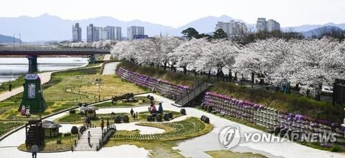 남원 요천 벚꽃축제, 비대면 걷기 행사로 10일까지 개최