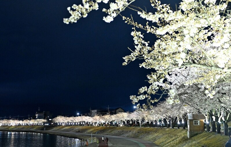 [픽! 김천] 벚꽃길 야간 경관조명 일제히 점등