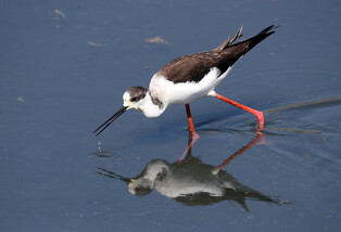 [K-Geography] Black-winged stilt in river