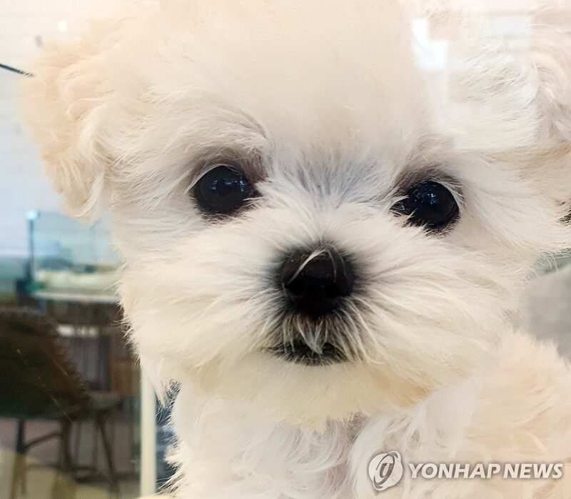 동물약 복약지도 부족…반려인 다수 "궁금증 인터넷으로 해결"