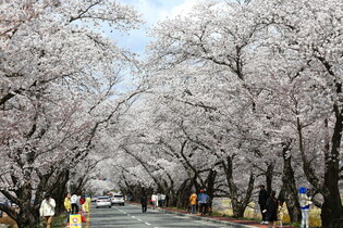 [K-Geography] Cherry blossoms in Gyeongju