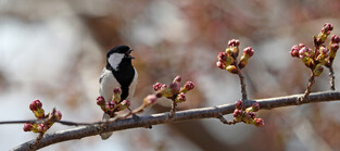 [K-Geography] Oriental tit calling for mate