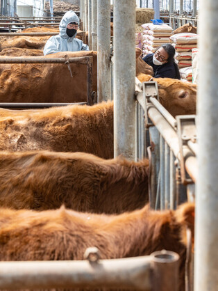 [K-Geography] Cattle vaccinated against foot-and-mouth disease