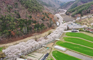 [K-Geography] Cherry blossoms in S. Korea