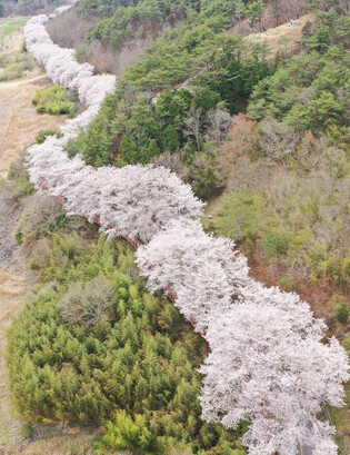 [K-Geography] Cherry blossoms in S. Korea