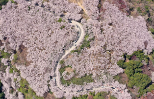 [K-Geography] Cherry blossoms in S. Korea