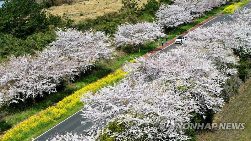 [픽!제주] '벚꽃·유채꽃 활짝'…상춘객 부르는 제주 녹산로