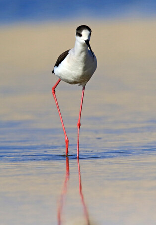[K-Geography] Black-winged stilt walking like model