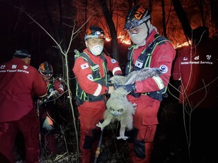 Natural monument eagle owl rescued by aerial firefighters at Bonghwa wildfire site