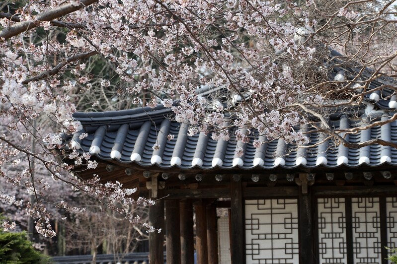 "올핸 꽃멍하세요" 강릉시, 취소한 축제 대신 벚꽃 만개 생중계