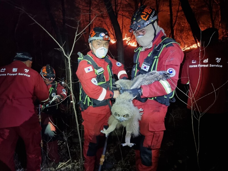 천연기념물 수리부엉이, 봉화산불 현장서 공중진화대원에 구조