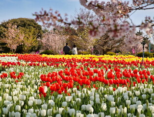 [K-Geography] Tulip festival in Taean, South Chungcheong Province