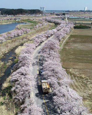 [K-Geography] Cherry blossoms in Gangneung