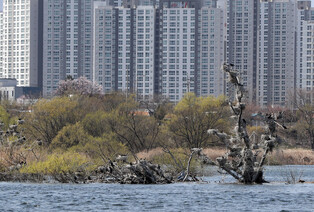 [K-Geography] Human nest, bird's apartment