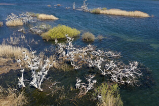 [K-Geography] Cormorants nesting in willows
