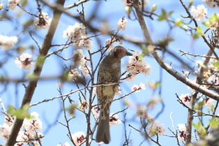 [K-Geography] Brown-eared bulbul sucking honey