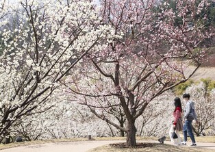 [K-Geography] Plum blossoms in Ever Land