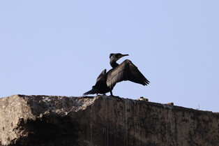 [K-Geography] Cormorant in downtown Seoul