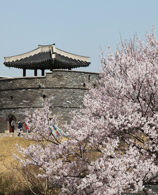 [K-Geography] Cherry blossoms at Hwaseong Fortress