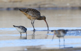 [K-Geography] Sandpipers searching for prey