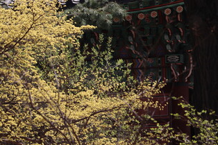 [K-Geography] Palace spring