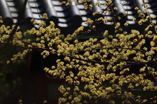 [K-Geography] Palace full of spring