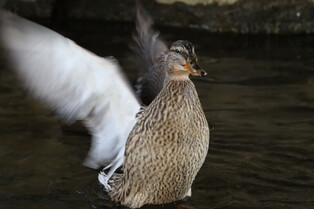 [K-Geography] Mallards enjoying spring in downtown Seoul
