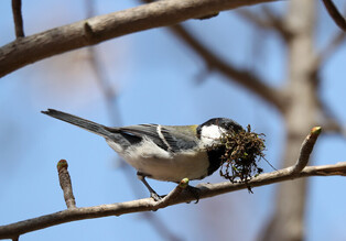 [K-Geography] Nesting tit