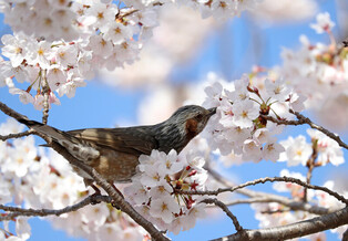 [K-Geography] Brown-eared bulbul under cherry blossoms