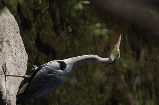 [K-Geography] Grey heron searching for prey