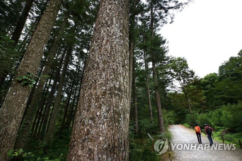 '위드 코로나'에 전국 곳곳 산책로·숲길 조성 '활기'