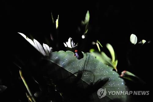 옥천 반딧불이 복원 투트랙…대청호 주변 2곳서 동시 추진