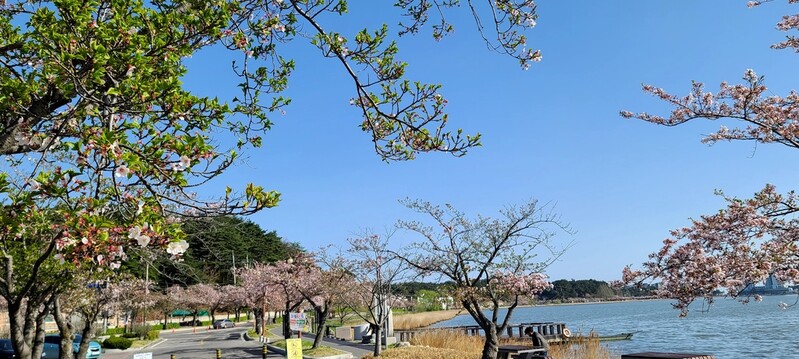 강풍으로 절정 이틀 만에 낙화한 강릉 경포 벚꽃…"아쉬워요"