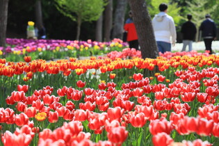 [K-Geography] Tulip blossoms in Jeju