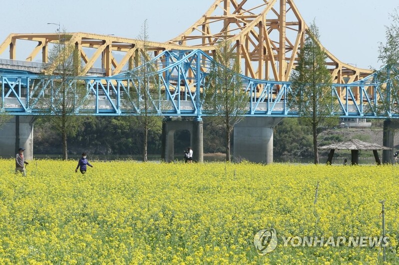 [픽! 창녕] 샛노랗게 물든 낙동강 유채 물결