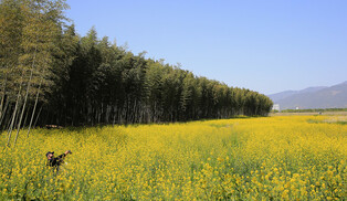 [K-Geography] Wild flowers in full bloom