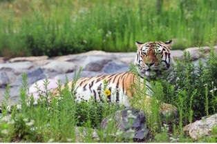 'Tiger Forest' at Baekdudaegan National Arboretum to reopen on 15th